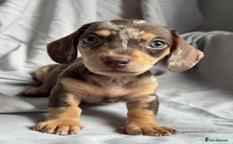 Miniature Dachshund dogs - Advert 6