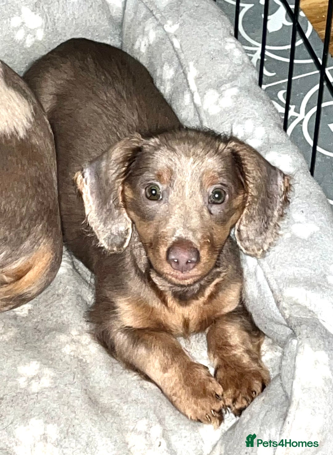Miniature Dachshund dogs for sale: REDUCED Mini Isabella/tan Dachshunds  VACCINATED - Image 34