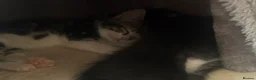 Mixed Breed cats for sale: 5 Kittens for Sale in Saint Helens - Advert 3