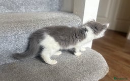 Exotic cats for sale: Exotic X Silver Tabby Fur Babies - Image 27