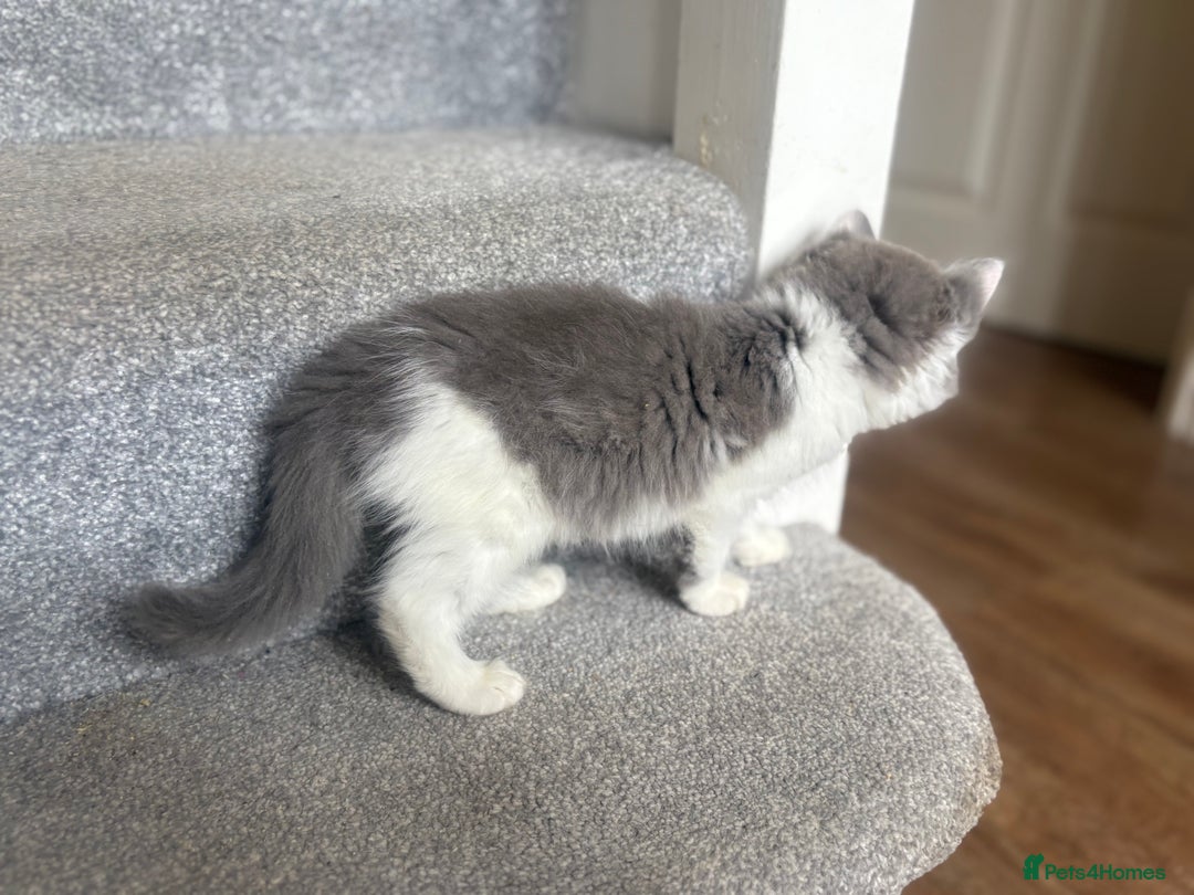 Exotic cats for sale: Exotic X Silver Tabby Fur Babies - Image 27