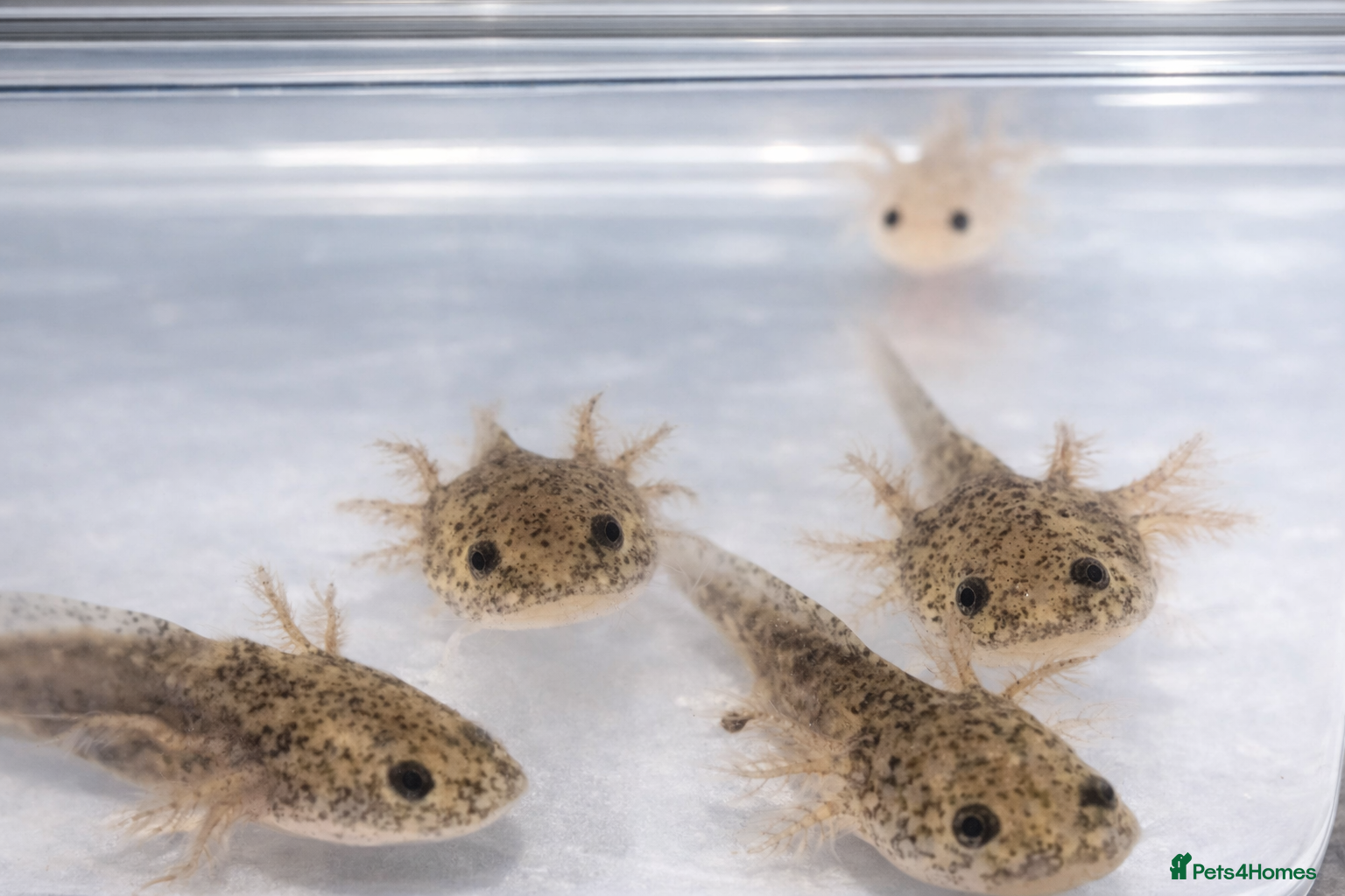 Axolotl reptiles Baby axolotls  - Advert 7