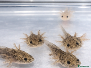 Axolotl reptiles Baby axolotls - Advert 1