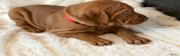 Hungarian Vizsla dogs for sale: Beautiful Hungarian Vizsla Puppies – 5⭐ Homes Only - Advert 21