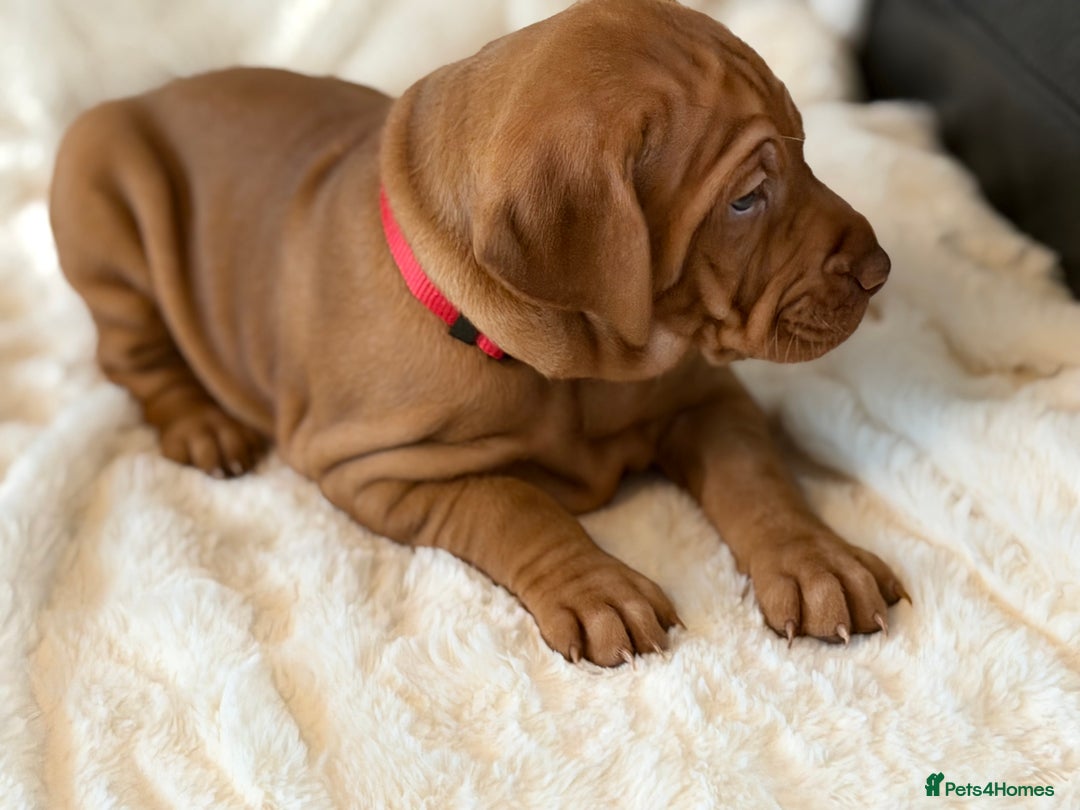 Hungarian Vizsla dogs for sale: Beautiful Hungarian Vizsla Puppies – 5⭐ Homes Only - Advert 21