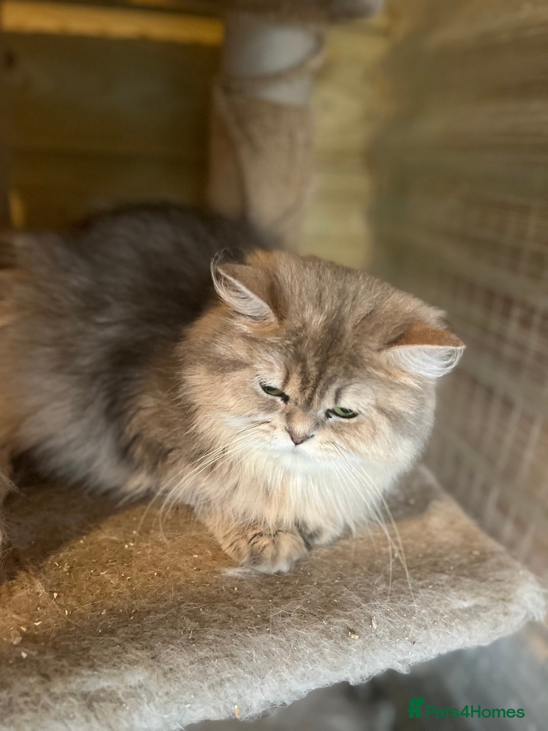 British Longhair cats for sale: Gorgeous female British Longhairs - Image 5