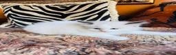 Ragdoll cats for sale: Ragdoll kittens  - Advert 36
