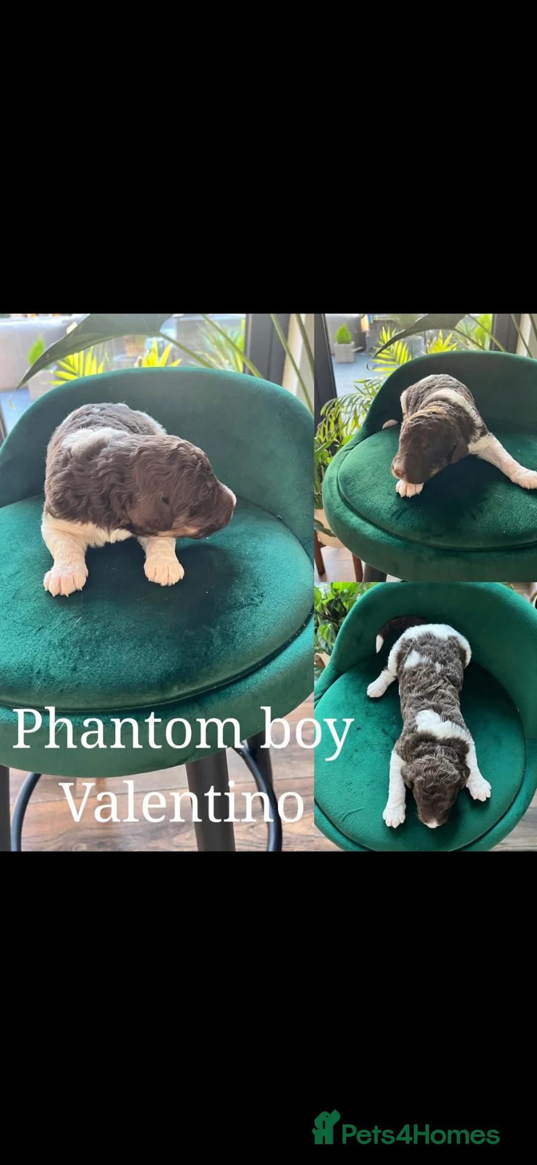 Standard Poodle dogs for sale: Beautiful parti colour phantom Standard Poodles  - Advert 10