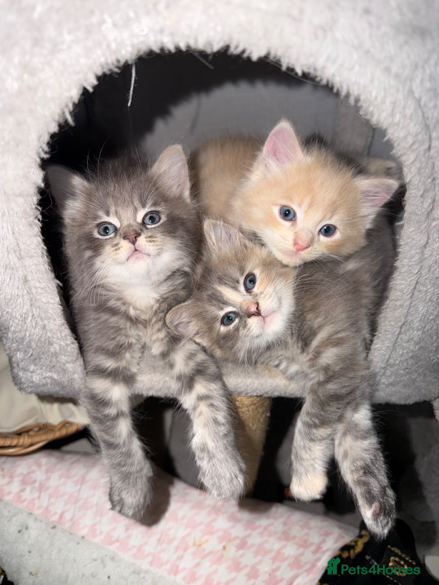 Ragcoon cats Beautiful Raccoon kittens  - Advert 1