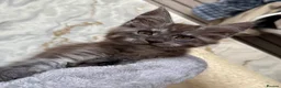 Maine Coon cats for sale: Stunning Maine Coon Kittens TICA Registered - Advert 40