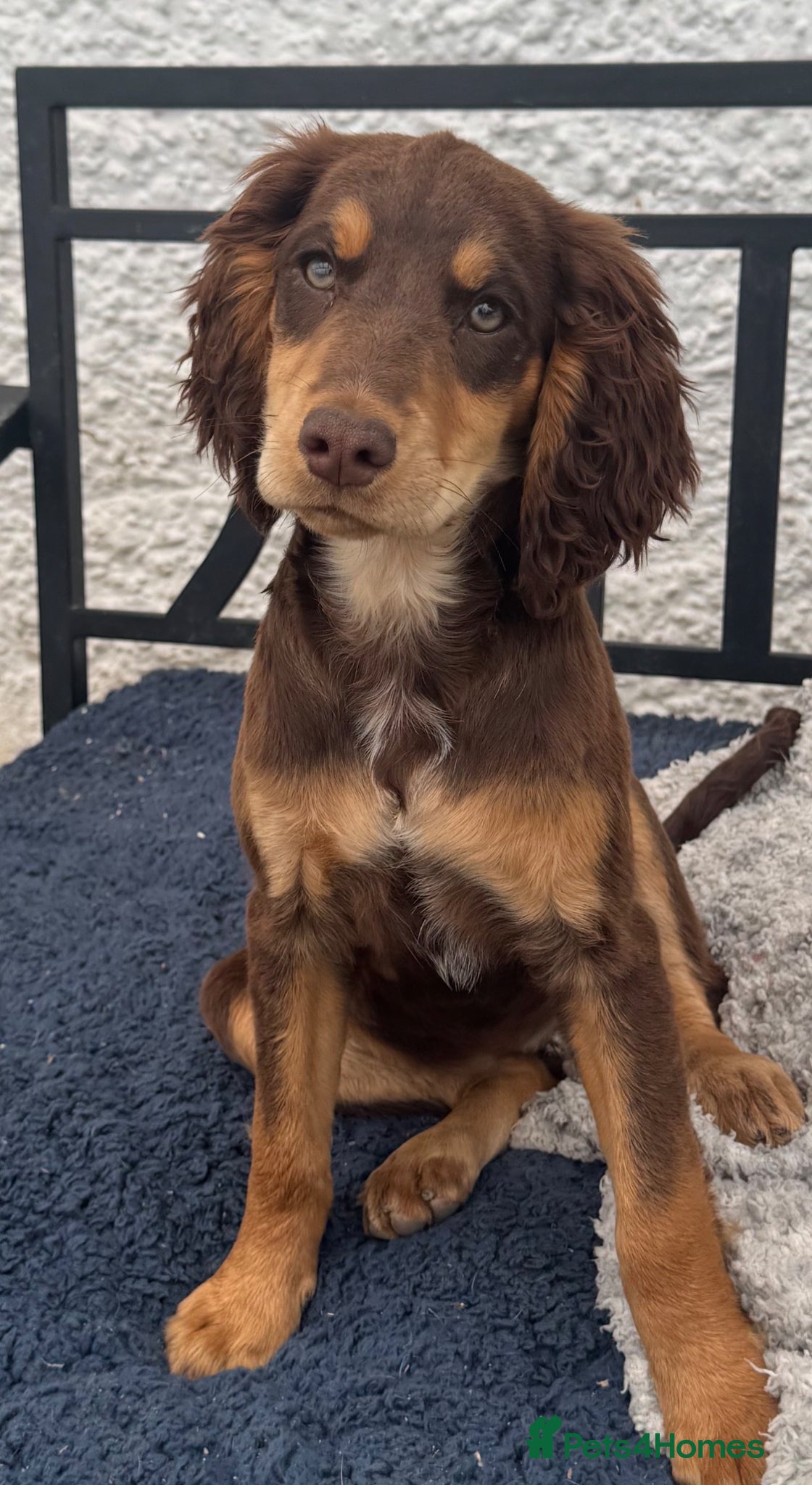 Sprocker dogs Stunning rare Sable girl :DNA clear parents - Advert 1