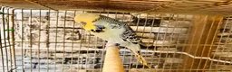Budgerigars birds for sale: Various proven breeding pair budgies  - Advert 5