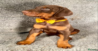 Dobermann dogs KC REGISTERED HEALTH TESTED EUROPEAN DOBERMAN PUPS - Advert 1