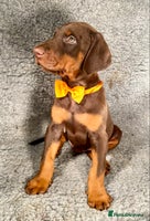 Dobermann dogs KC REGISTERED HEALTH TESTED EUROPEAN DOBERMAN PUPS - Advert 1