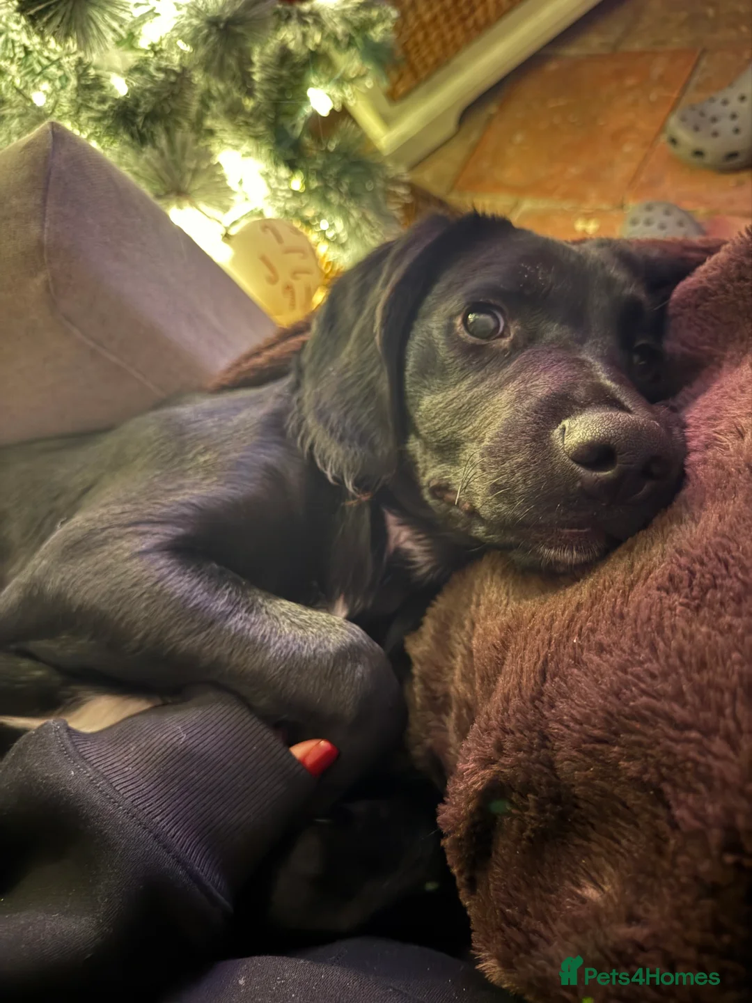 Springador dogs for sale: Male springador puppy - Advert 7