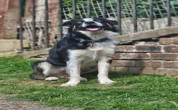 Border Collie dogs - Advert 1