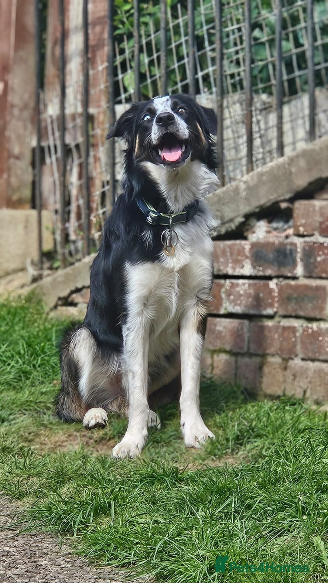 Border Collie dogs for sale: Loving Border Collie Alan Needs a Special Home 🐾 - Image 1