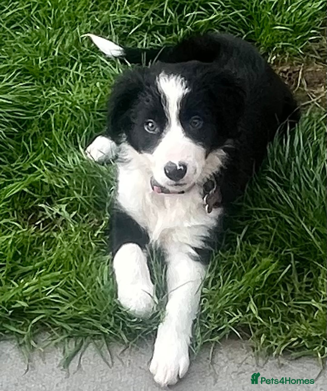 Border Collie dogs for sale: Beautiful girl non kc  - Image 14