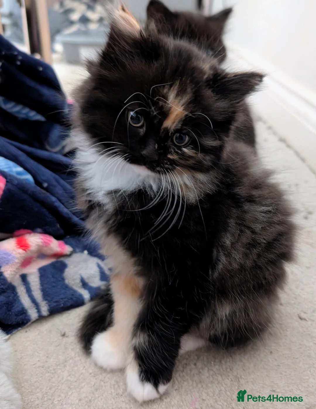 Mixed Breed cats for sale: Ragdoll X  in Crook - Advert 2