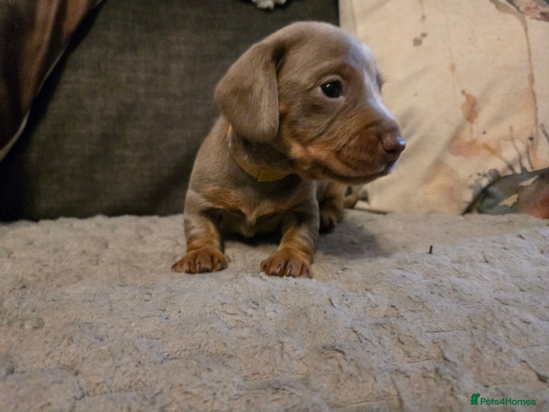 Miniature Dachshund dogs for sale: Miniature Dachshund Puppies - Advert 16