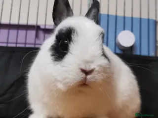 Netherland Dwarf rabbits Netherland Dwarf Rabbit - Advert 9