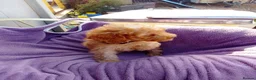 Cockapoo dogs for sale: 5 Cockapoo ready now liensed breeder  - Advert 16