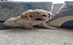 Mixed Breed dogs for sale: Maltipoo f2 very friendly - Image 4