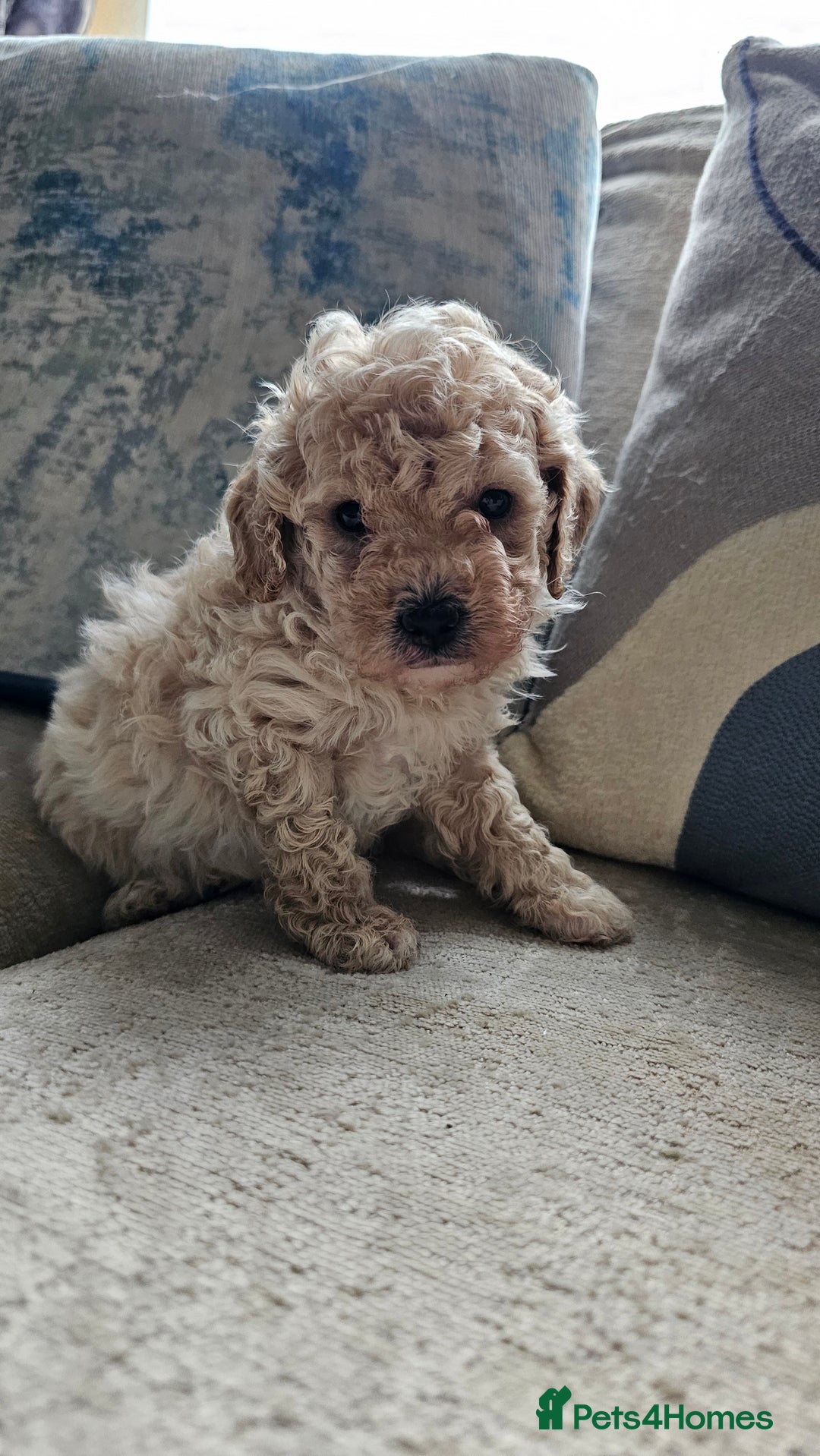 Mixed Breed dogs for sale: Maltipoo f2 very friendly - Image 4