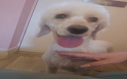 Cockapoo dogs for sale: American cockapoo  - Image 11