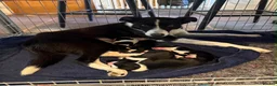 Border Collie dogs for sale: Working Collies - Advert 11