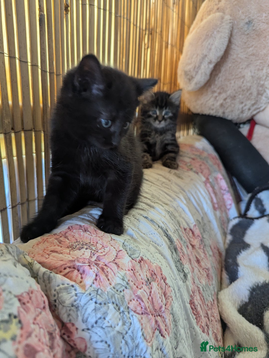 Bombay cats for sale: Different prices Bombay X long hair  - Image 18