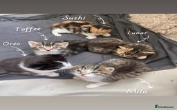 RagaMuffin cats for sale: Bradford based Kittens for sale  - Image 1