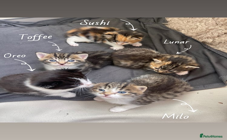RagaMuffin cats - Advert 1