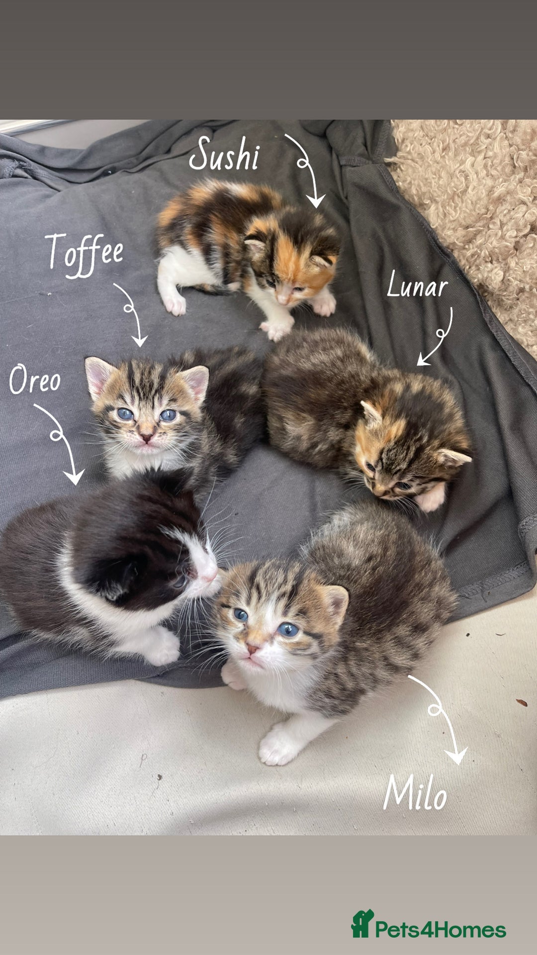 RagaMuffin cats for sale: Bradford based Kittens for sale  - Image 1