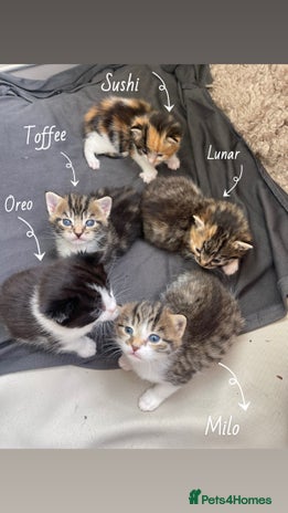 RagaMuffin cats - Advert 2