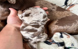 Dachshund dogs for sale: BEAUTIFUL Miniature Dachshund's  - Image 25
