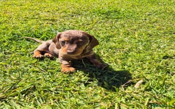 Miniature Dachshund dogs for sale: Special chocolate dapple doxies for sale - Image 6