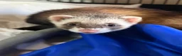 Ferret rodents for sale: Standard Gill ferret  - Advert 3