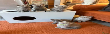 British Shorthair 3
