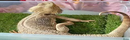 Bearded Dragon reptiles for sale: Bearded dragon  - Advert 3