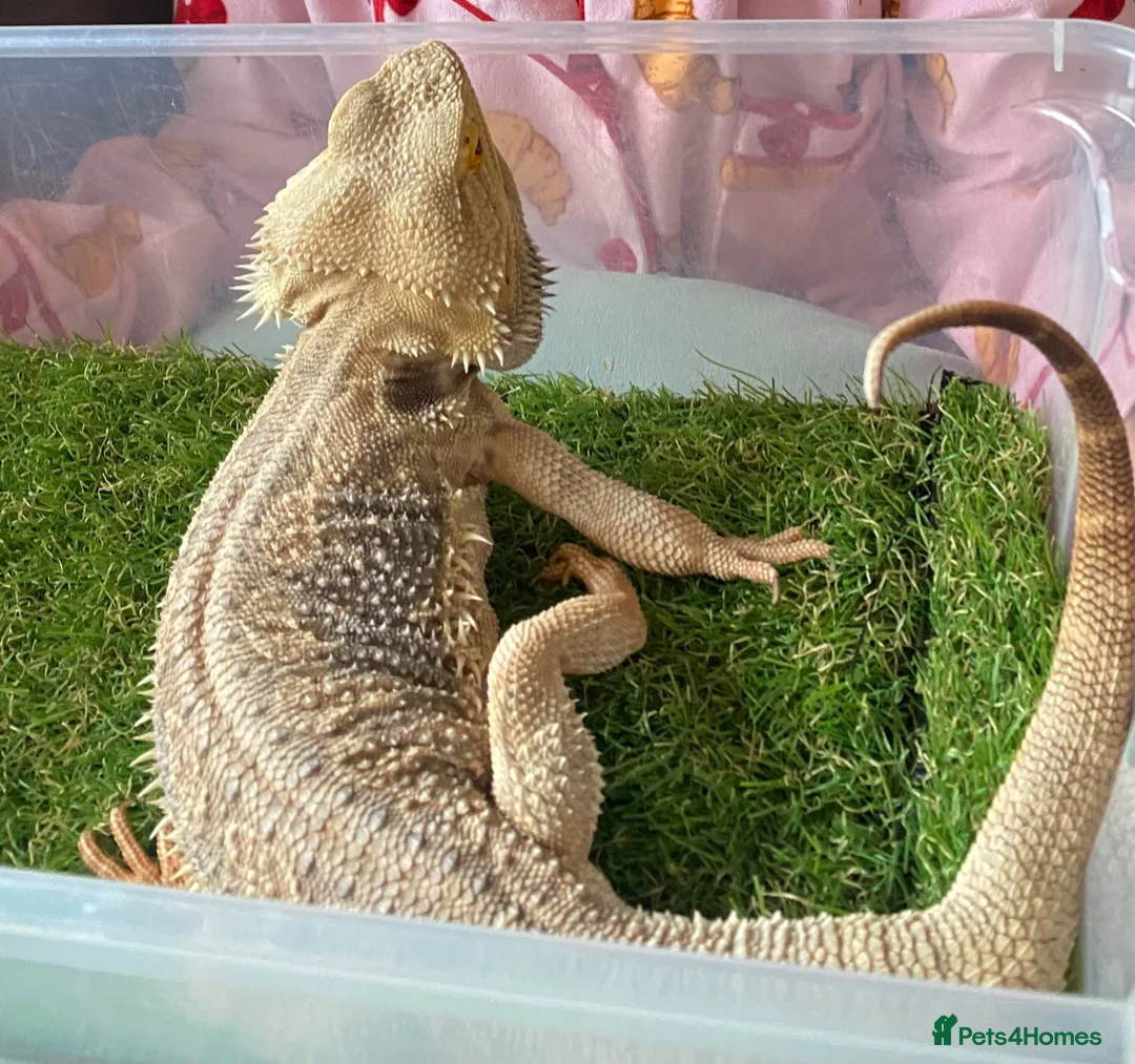Bearded Dragon reptiles for sale: Bearded dragon  - Advert 3