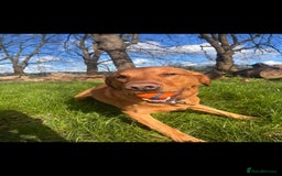 Labrador Retriever dogs for stud: Noah - Fox Red labrador pedigree -For Stud - Image 8