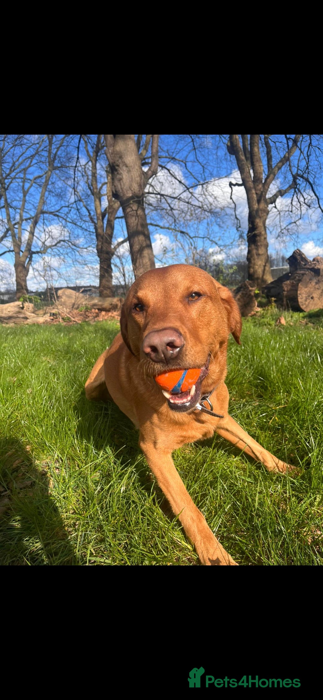 Labrador Retriever dogs for stud: Noah - Fox Red labrador pedigree -For Stud - Image 8