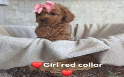 Yorkiepoo dogs for sale: Reduced price as  Last  little girl ready to leave in Barnsley - Image 15