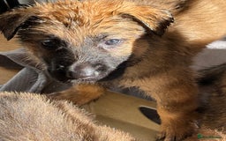 German Shepherd dogs for sale: Beautiful chunky German shepherd puppies - Advert 10