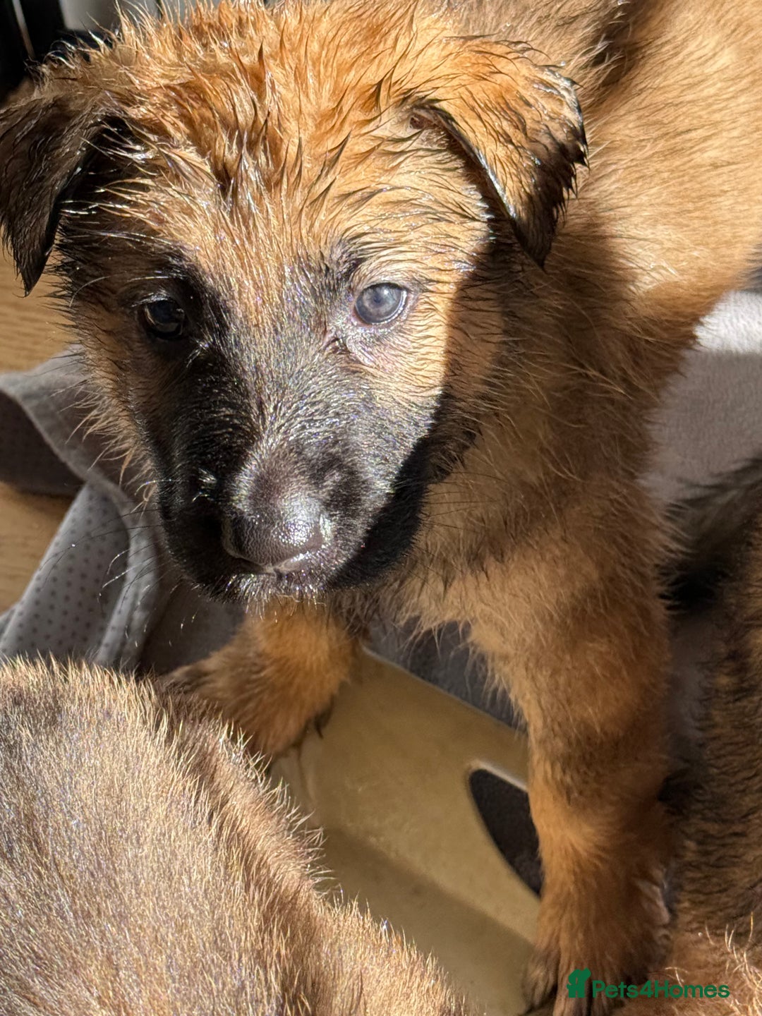 German Shepherd dogs for sale: Beautiful chunky German shepherd puppies - Advert 10