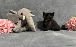 Mixed Breed cats for sale: Ragdoll mixed kittens Grey. Tabby. Speckled. Black - Advert 15