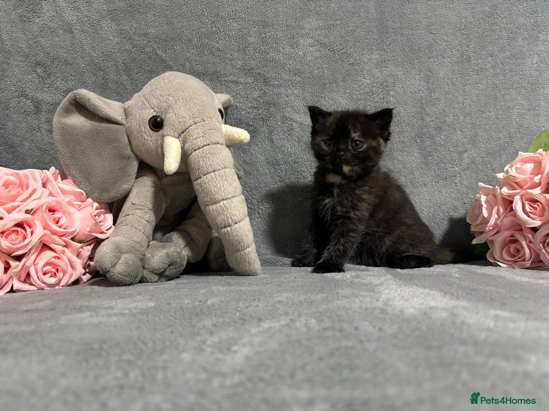 Mixed Breed cats for sale: Ragdoll mixed kittens Grey. Tabby. Speckled. Black - Advert 15