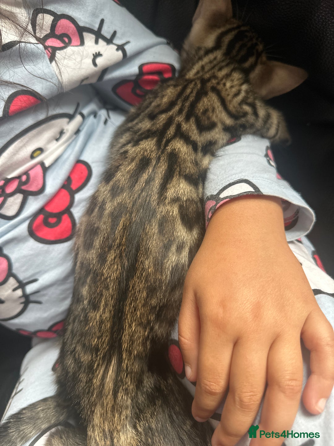 Bengal cats for sale: Stunning Bengal kittens - Image 15