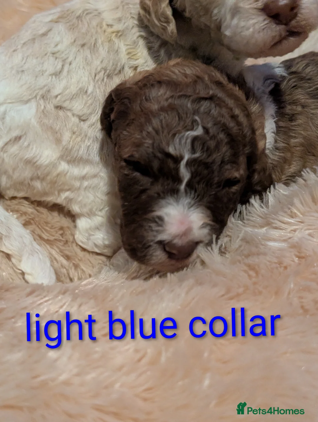 Poodle dogs for sale: Lovely Lads in Mansfield - Advert 1